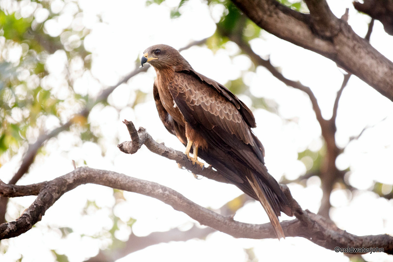 Indian Black Kite