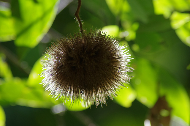 Spiny fruit