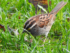 White-throated Sparrow