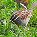 White-throated Sparrow