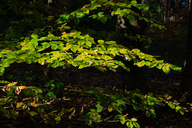 Beech still green