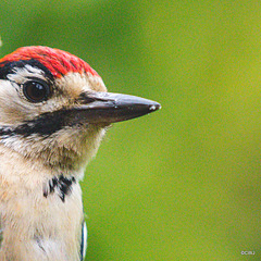 Young Greater Spotted Woodpecker