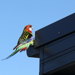 236/366 Thirsty Rosella