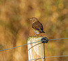 Song thrush