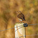 Song thrush