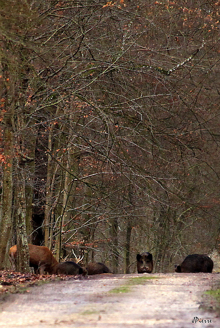 Les animaux de nos forêts