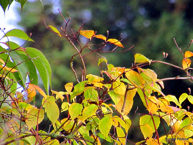 Foliage.