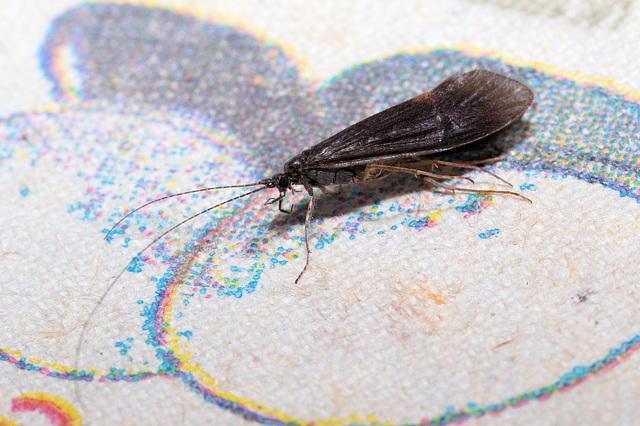 EF7A4763 Caddis Flyv2