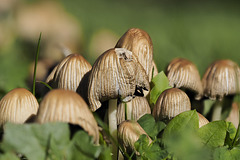 A Cluster of Mushrooms