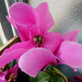 Mon cyclamen*************