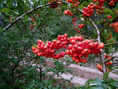 Fruits d'automne pour les oiseaux**********