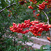 Fruits d'automne pour les oiseaux**********