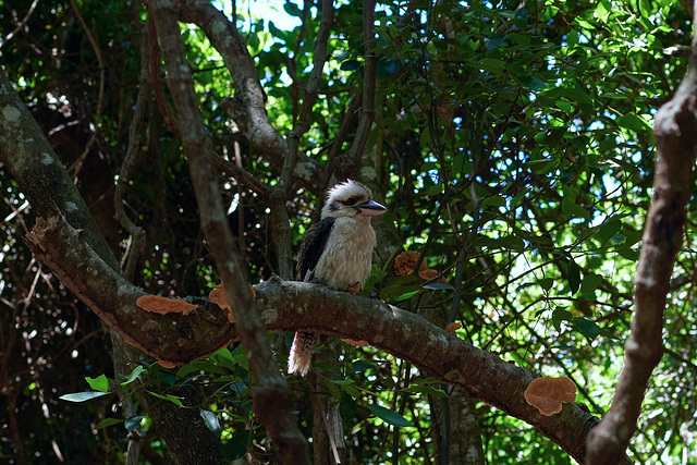 Kookaburra