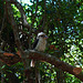 Kookaburra