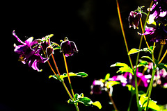 5D3 0395-FHD