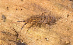 IMG 1448 Springtail-1