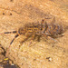 IMG 1448 Springtail-1