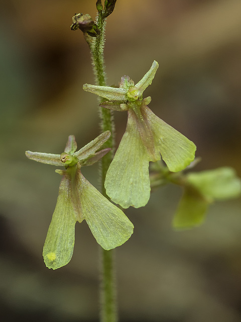 Neottia smallii (Appalachian Twayblade orchid)