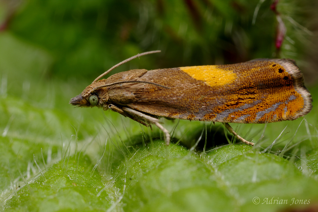 Dichrorampha alpinana