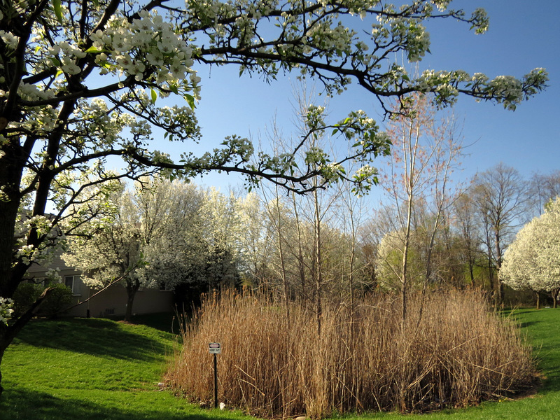 Pear trees in bloom
