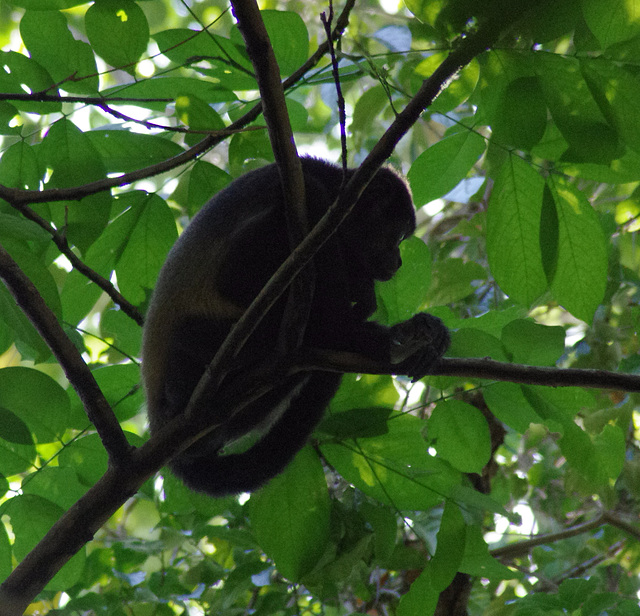 Howler Monkey