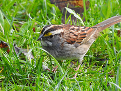 White-throated Sparrow