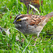 White-throated Sparrow