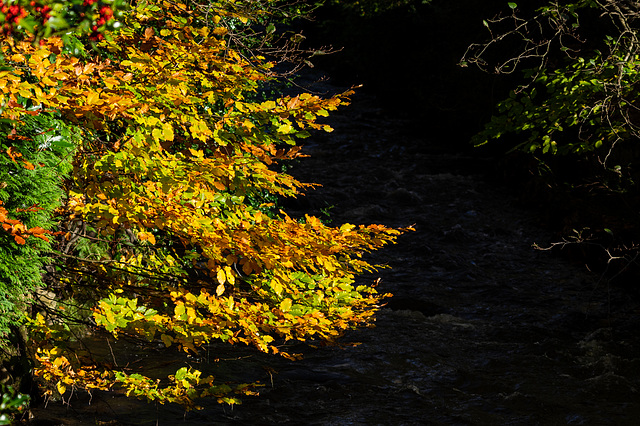 Beech over water