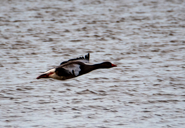 Duck in flight.5jpg