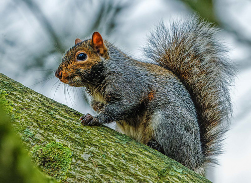 Squirrel