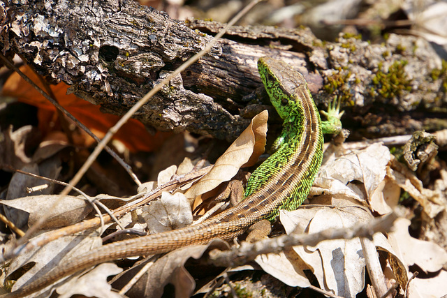 Zauneidechse (Lacerta agilis)