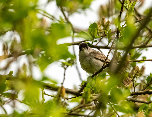 Blackcap