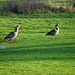 Nilgänse bei Sonnenschein