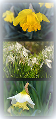Daffodils & Snowdrops