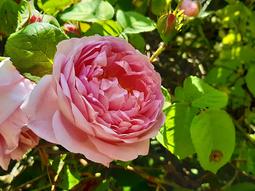 Rose de Gerberoy