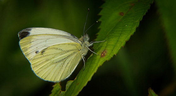 Der Große Kohlweißling (Pieris brassicae) hat sich Zeit für mich genommen :))  The Large Cabbage White (Pieris brassicae) took time for me :))  Le Gros Chou Blanc (Pieris brassicae) m'a pris du temps :))