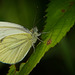 Der Große Kohlweißling (Pieris brassicae) hat sich Zeit für mich genommen :))  The Large Cabbage White (Pieris brassicae) took time for me :))  Le Gros Chou Blanc (Pieris brassicae) m'a pris du temps :))