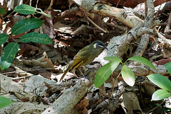 Lewin´s Honeyeater