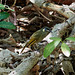 Lewin´s Honeyeater