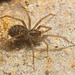 Spider, the approximate size is 4.68 mm, magnification is 1.4 grid ref TQ 42847 70813  Giant House Spider Complex