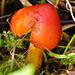 Waxcap.Hygrocybe conica