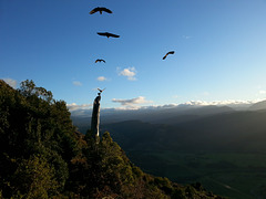 Kea On Takaka Hill. Nelson New Zealand