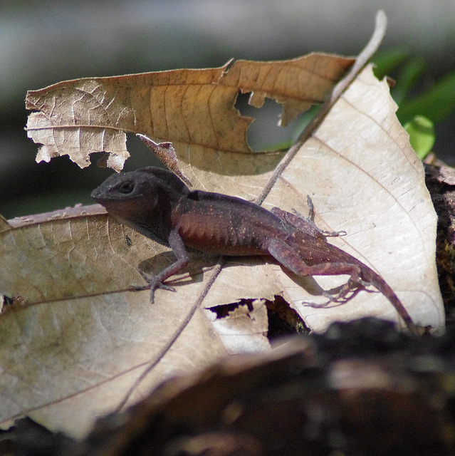 Anole