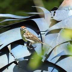 Chipping Sparrow