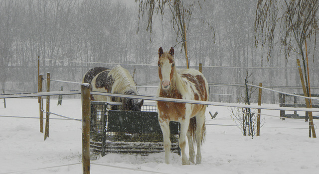 Snow Hippo's