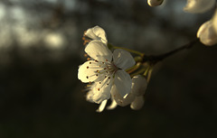 Early Blossom