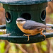 Nuthatch