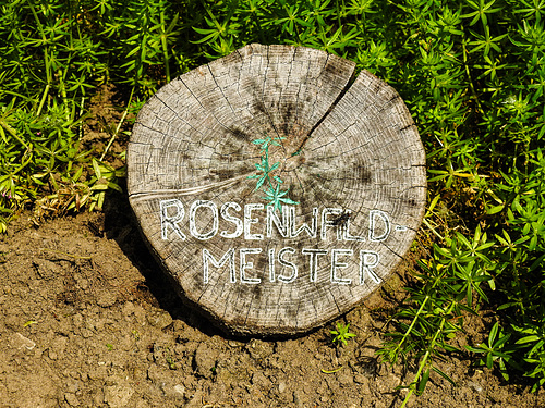 20210609 0665CPw [D~LIP] Rosenwaldmeister, UWZ, Bad Salzuflen