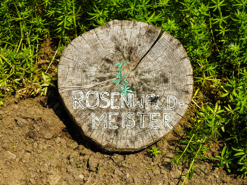 20210609 0665CPw [D~LIP] Rosenwaldmeister, UWZ, Bad Salzuflen