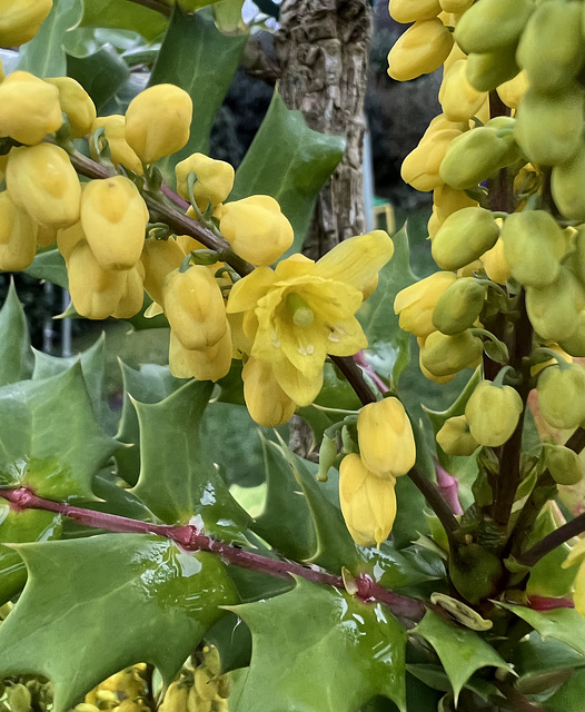 Last blooms of 2021, Mahonia.